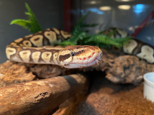 Thinking of bringing home your first pet reptile? There’s a list of things to consider first…