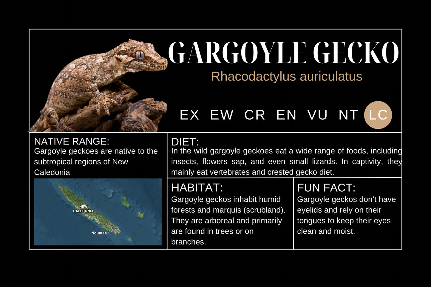 Gargoyle Gecko Sticker Label