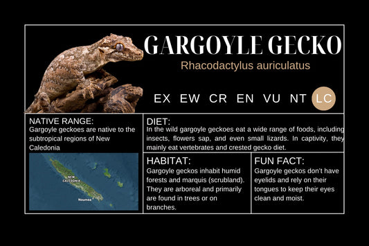 Gargoyle Gecko Sticker Label