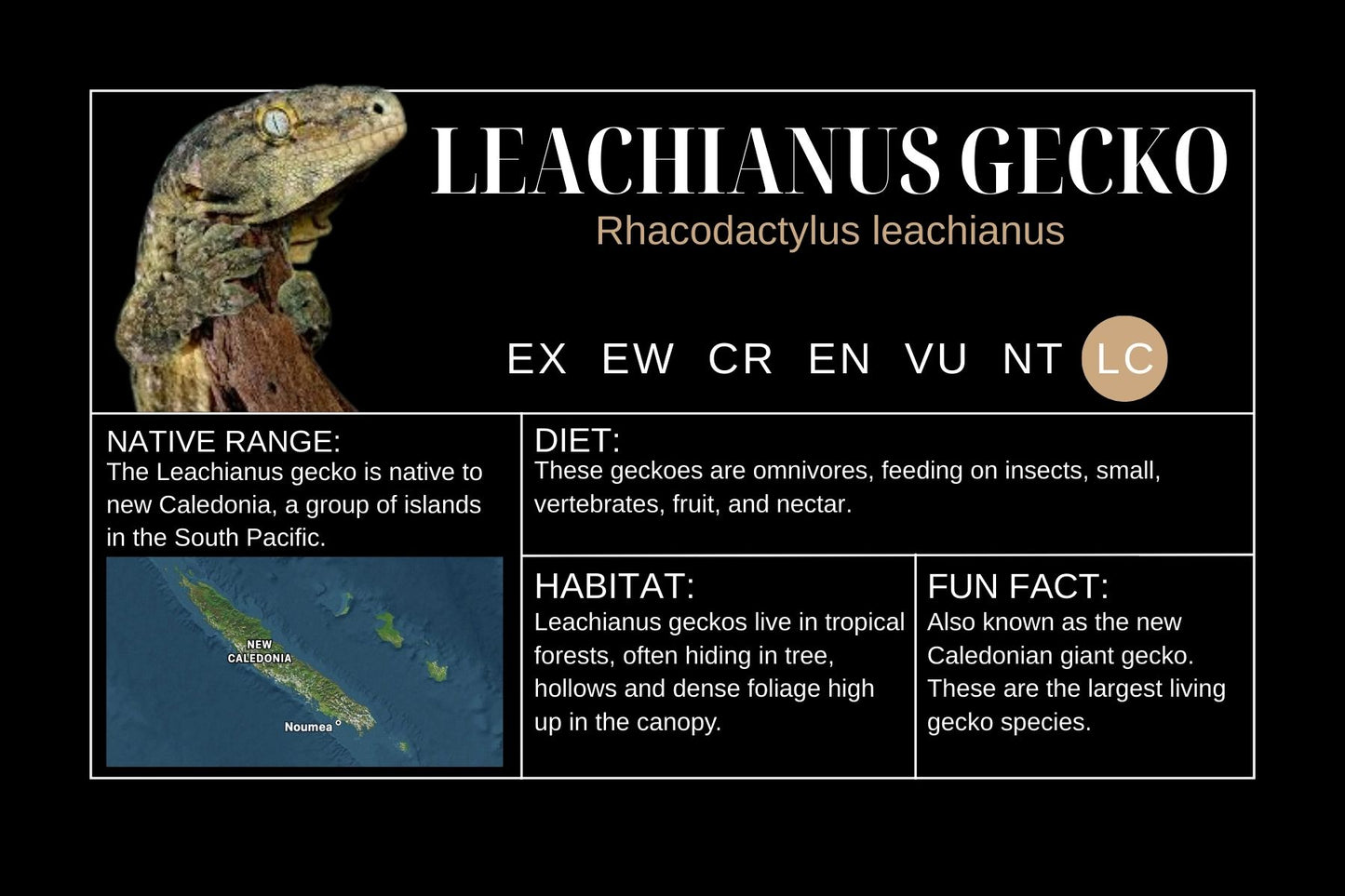 Leachianus Gecko Sticker Label
