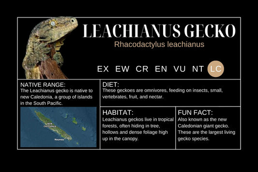 Leachianus Gecko Sticker Label