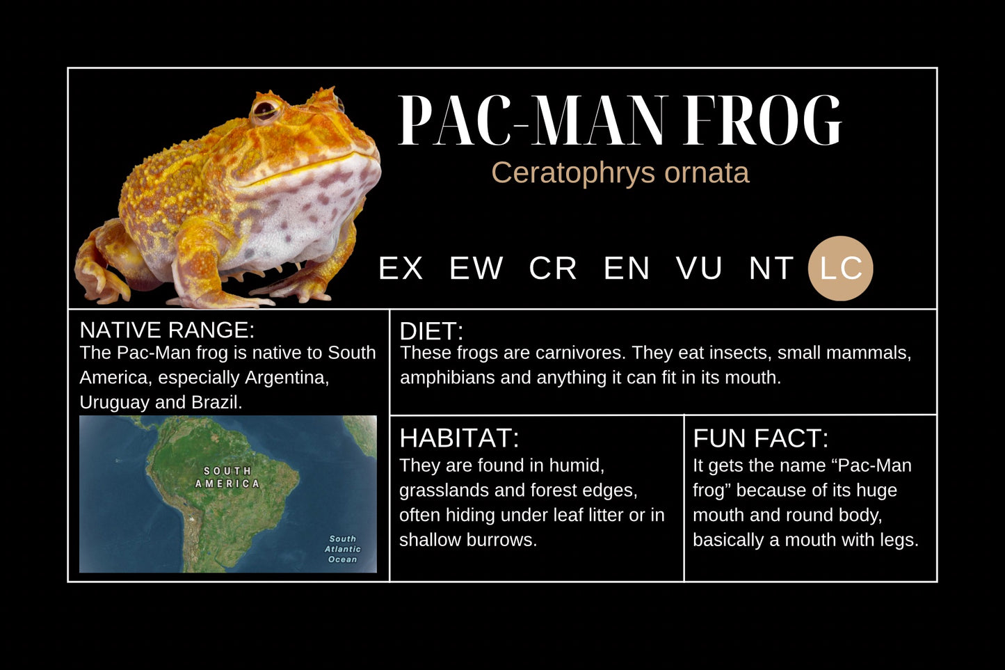PAC-MAN Frog Sticker Label