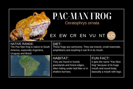 PAC-MAN Frog Sticker Label