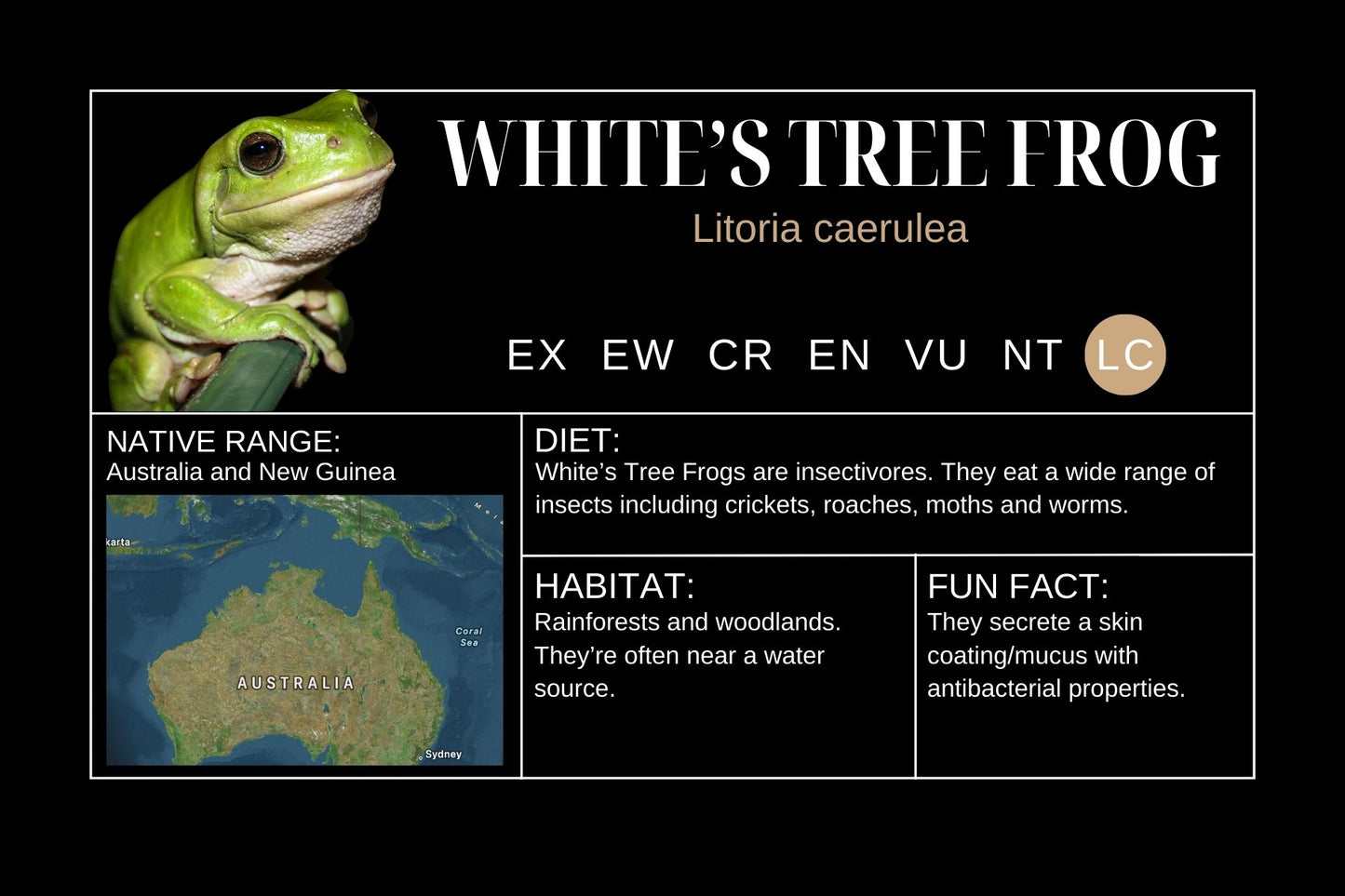 Whites Tree Frog Sticker Label
