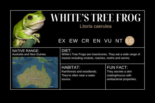 Whites Tree Frog Sticker Label