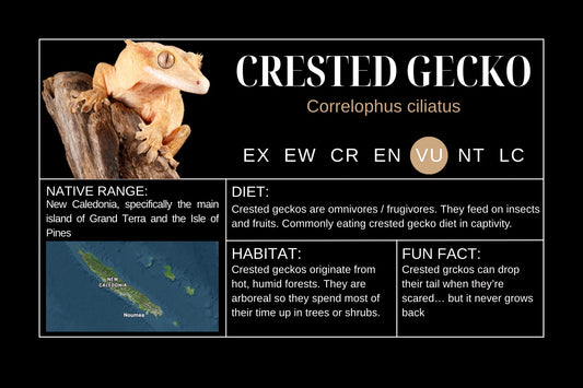 Crested Gecko Label Sticker