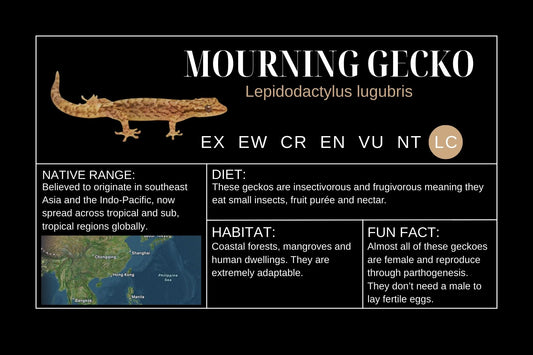 Mourning Gecko Label Sticker