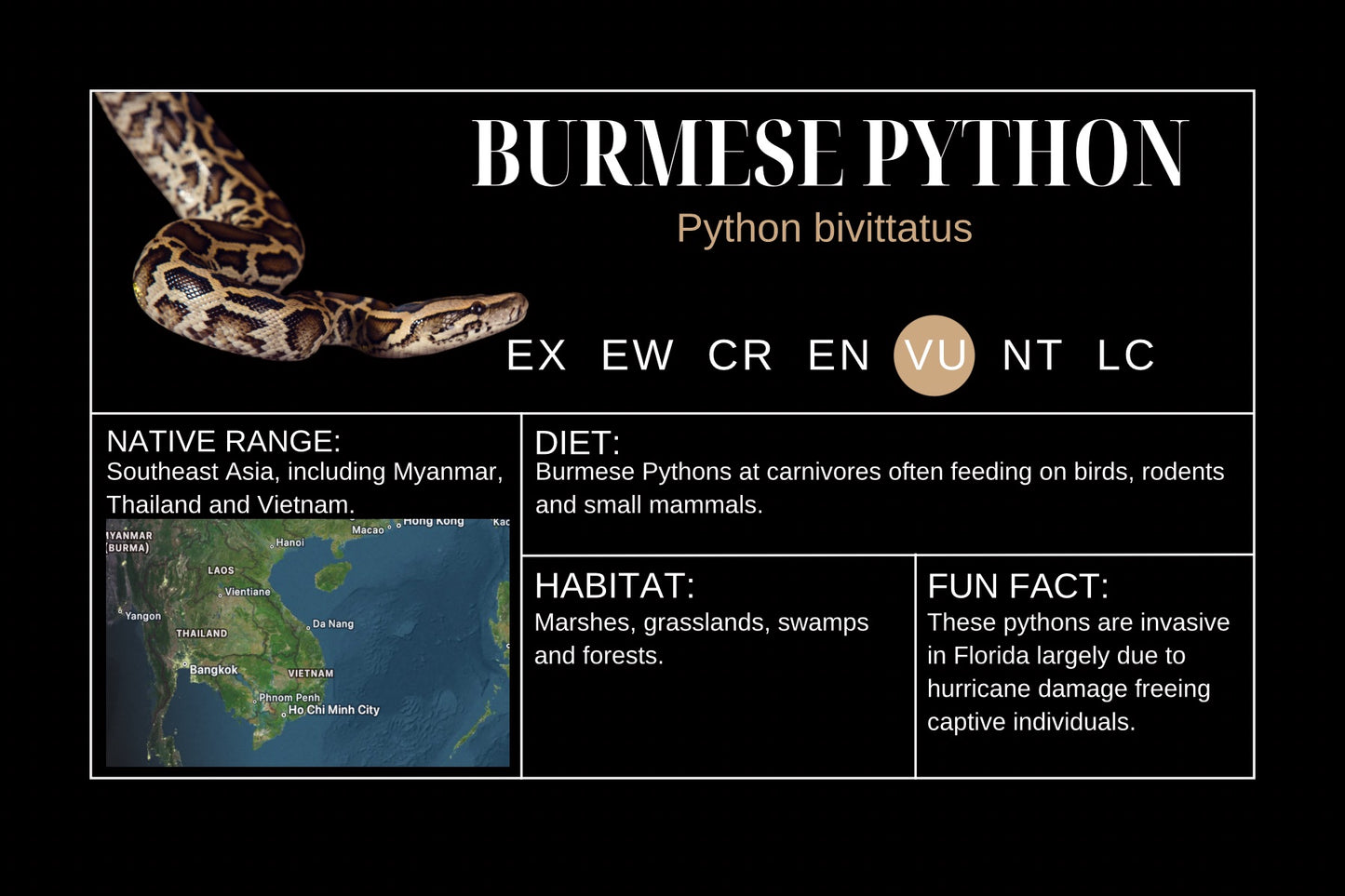 Burmese Python Sticker Label