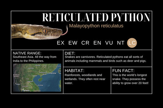 Reticulated Python Sticker Label