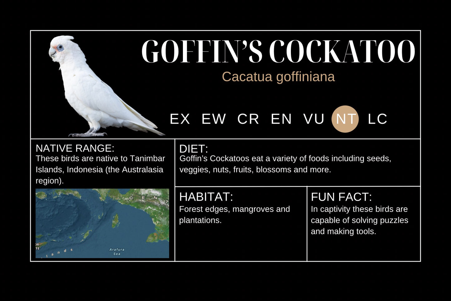 Goffins Cockatoo Sticker Label
