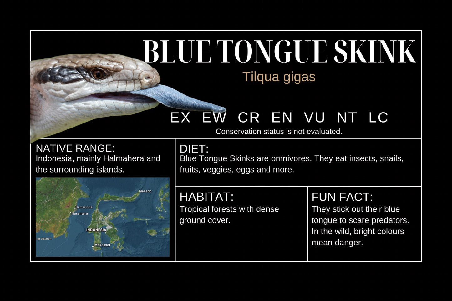 Blue Tongue Skink Sticker Label