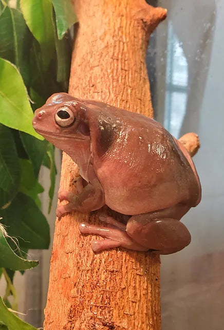 White’s Tree Frogs : A Charming Choice for Amphibian Enthusiasts