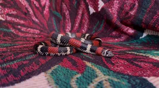 The World of Hognose Snakes: A Guide to Popular Species