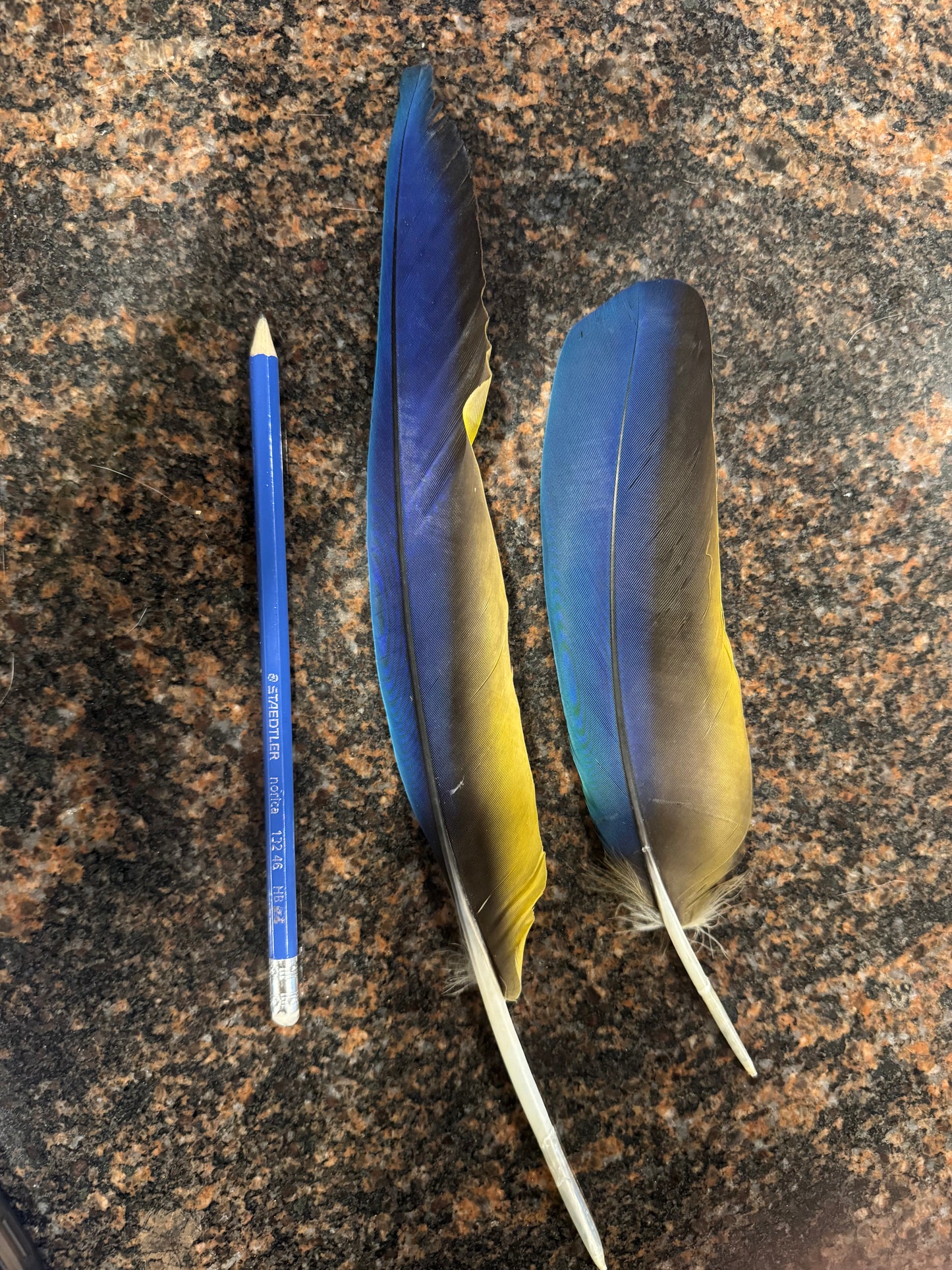 Macaw Feather