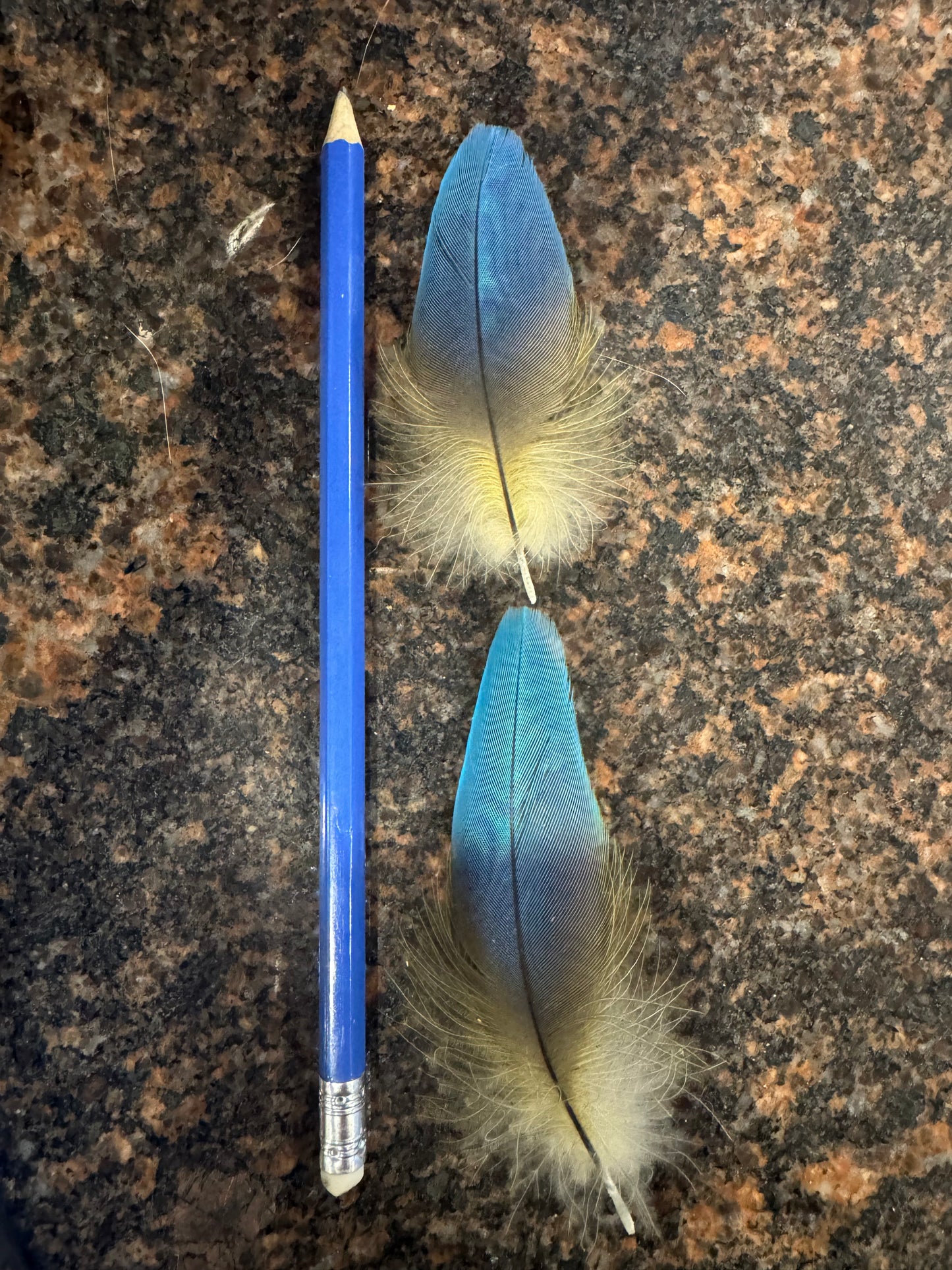 Macaw Feather