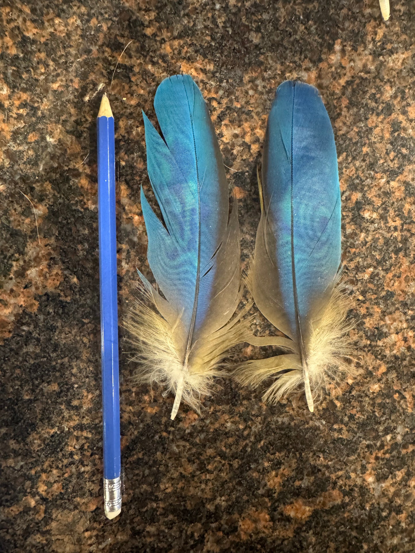 Macaw Feather
