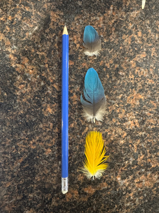 Macaw Feather