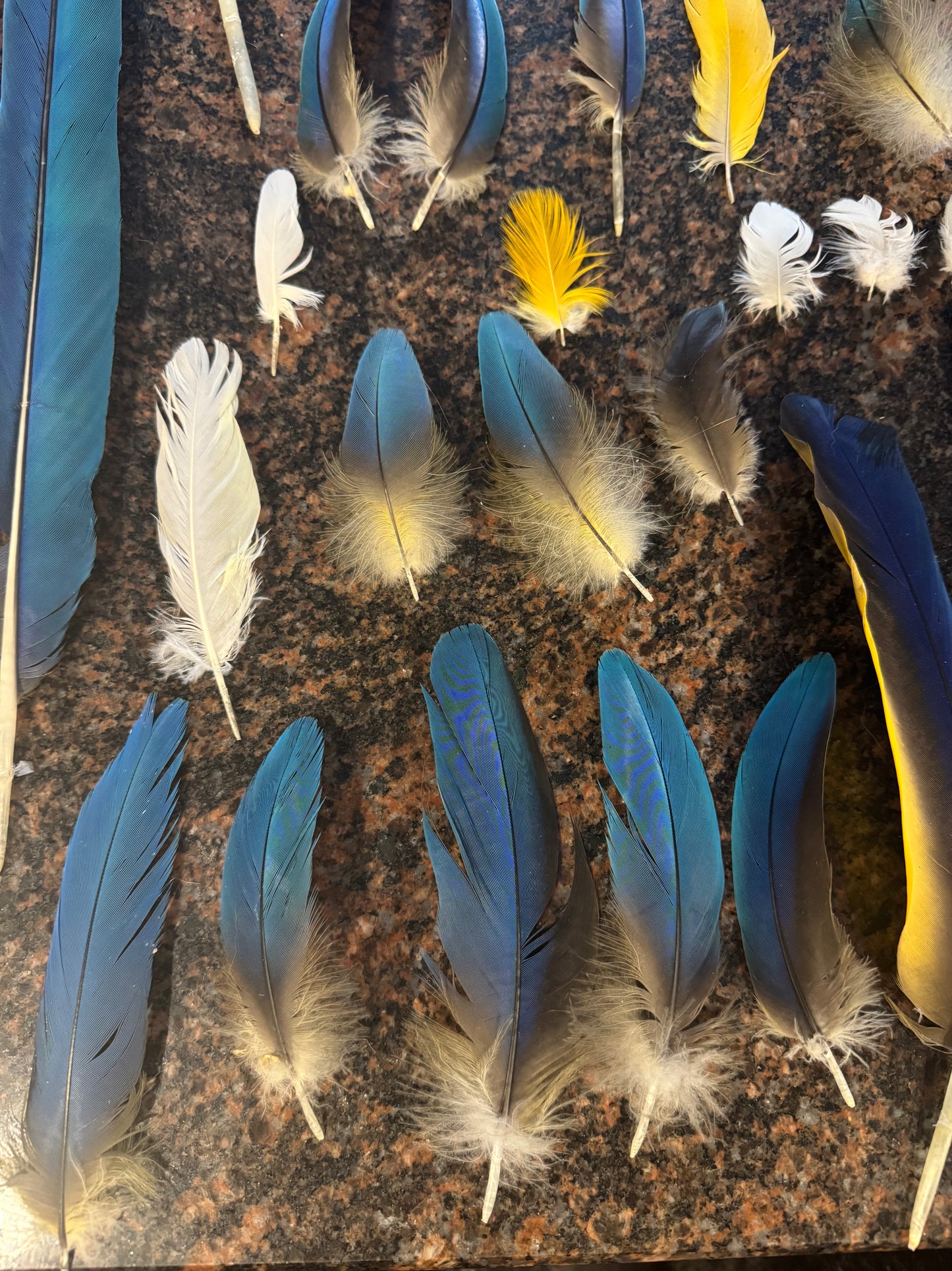 Macaw Feather