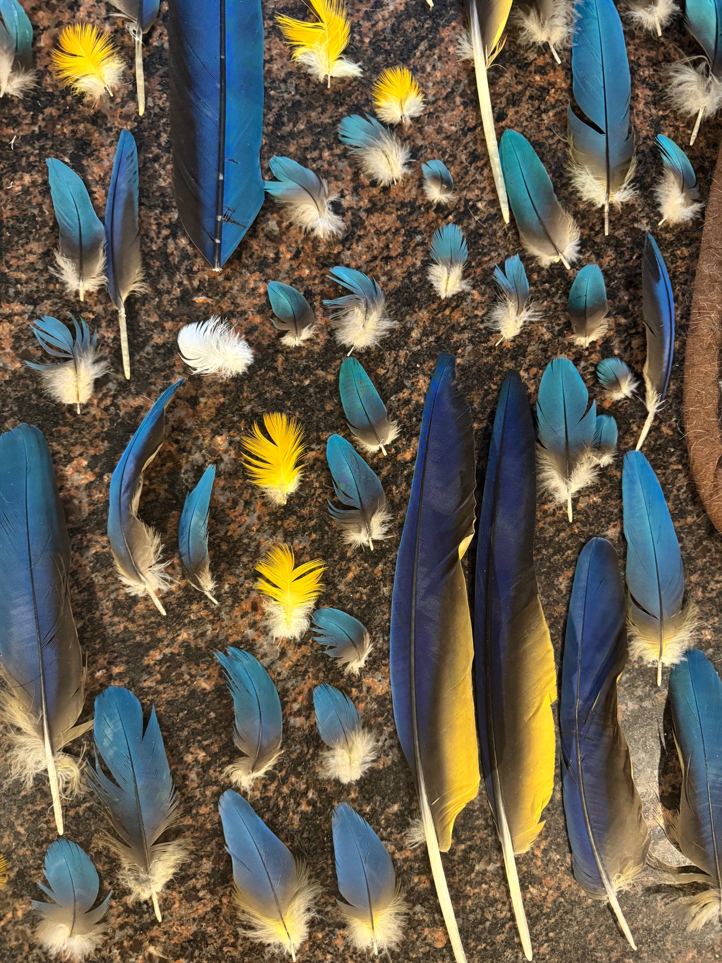 Macaw Feather